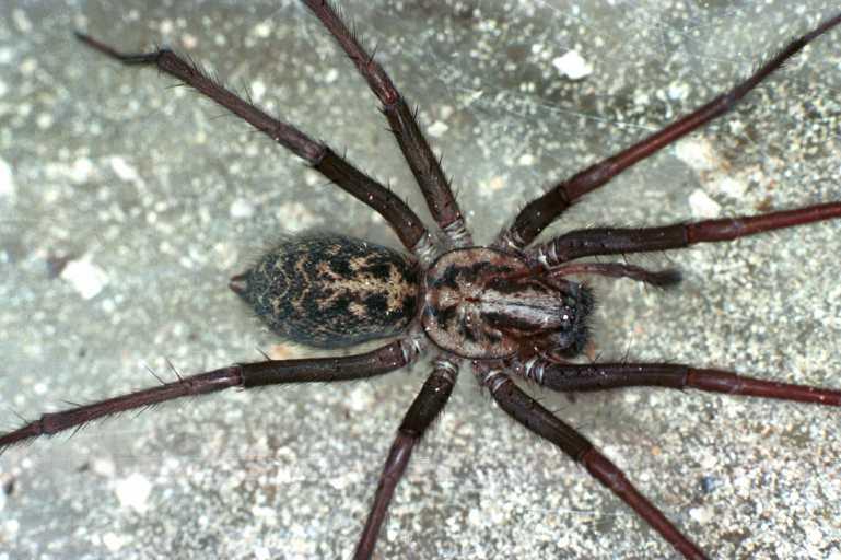 Tegenaria_atrica_RF0672_Z_80_Les Gris_Frankrijk.jpg